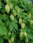 http://climbers.lsa.umich.edu/wp-content/uploads/2013/07/Humulus-lupulus-Barry-Breckling.jpeg